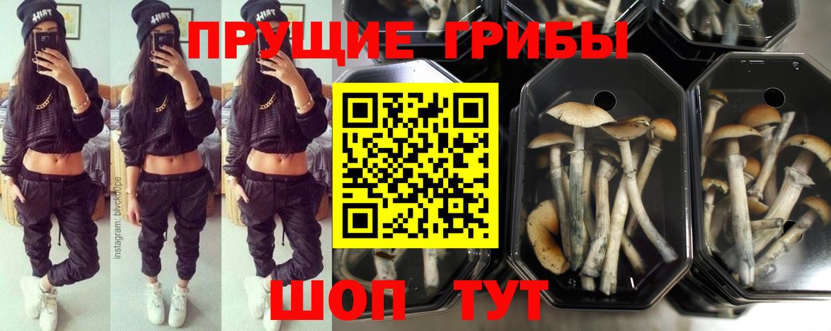 Галлюциногенные грибы Psilocybe  купить   Азнакаево 